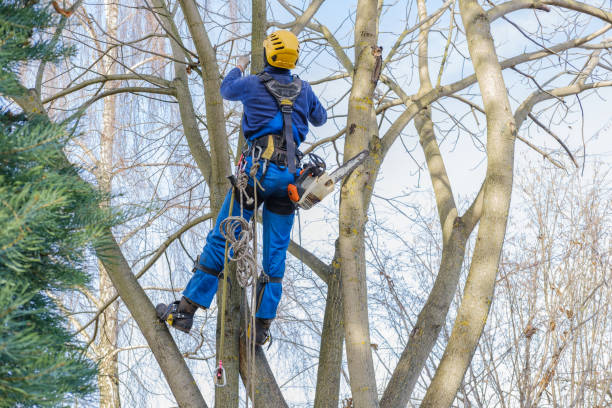 Best Tree Mulching  in Clarendon Hls, IL